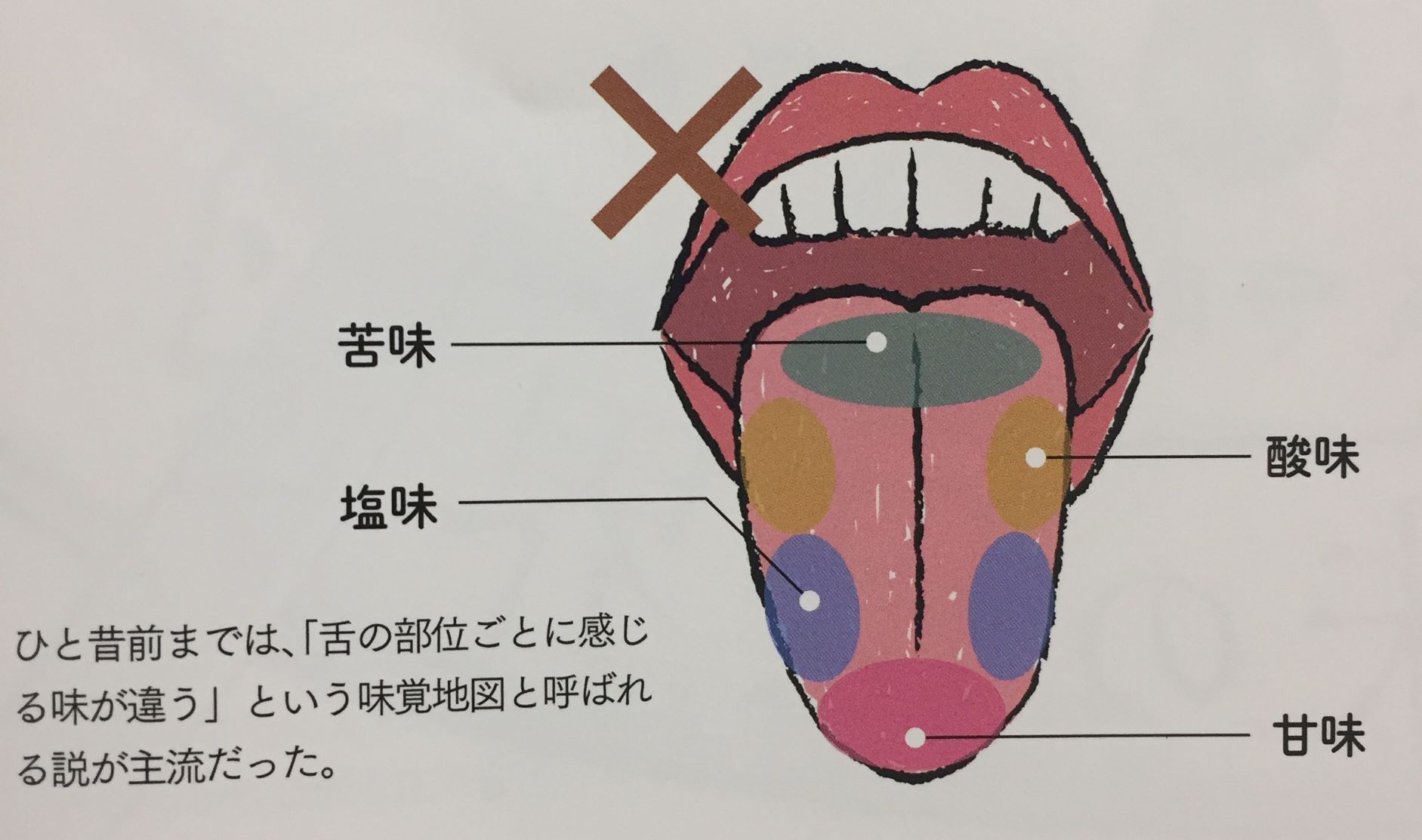 舌 苦味 を 感じる 部分