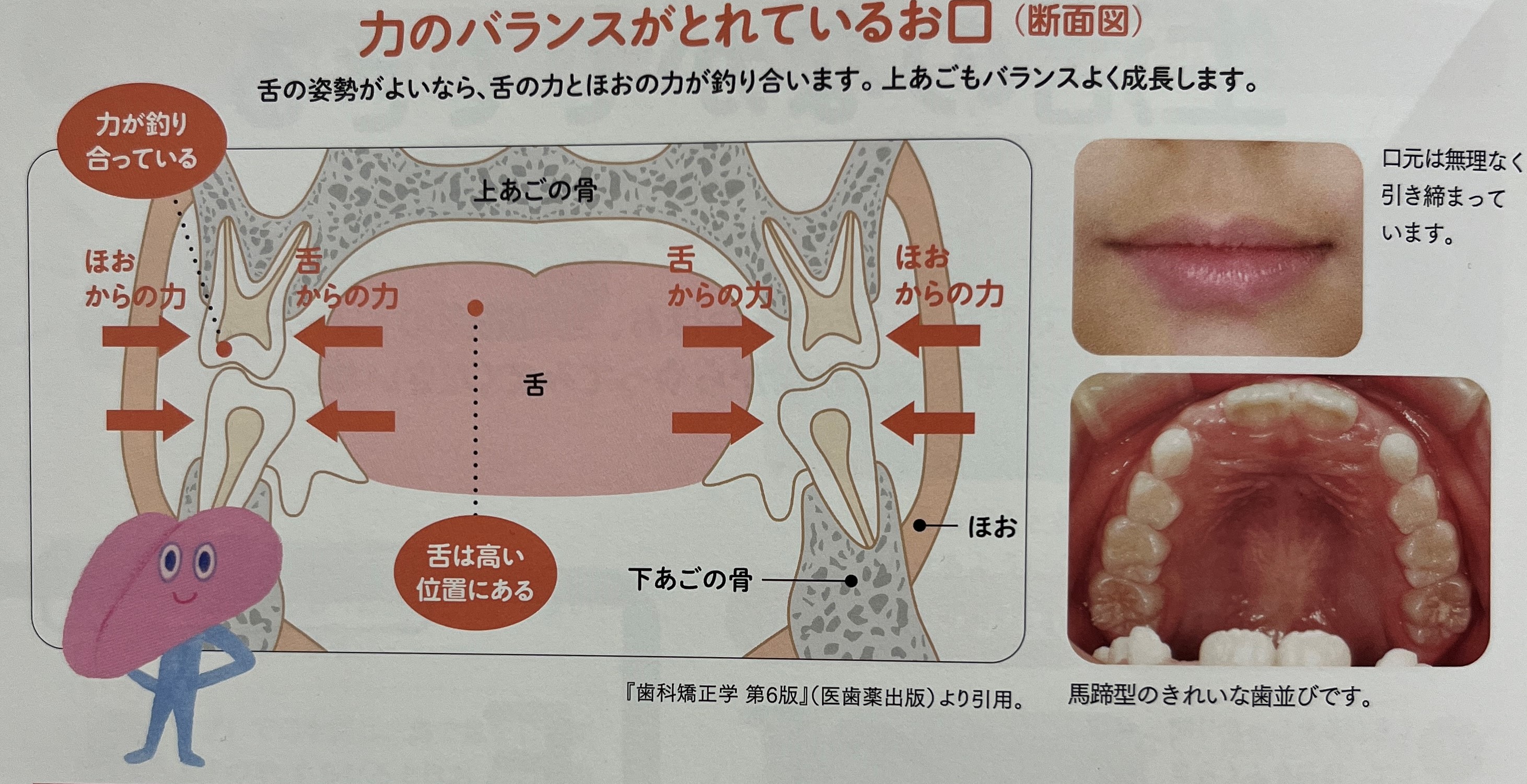 くちびるや舌にも正しい姿勢がある②ーえちごやタウン歯科|山形県東根市の歯医者